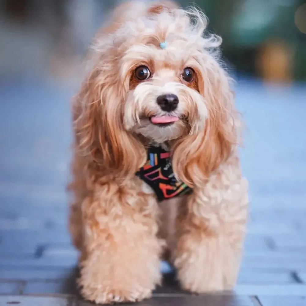 Boss & Olly Adjustable Dog Harness (Aztec Rainbow)