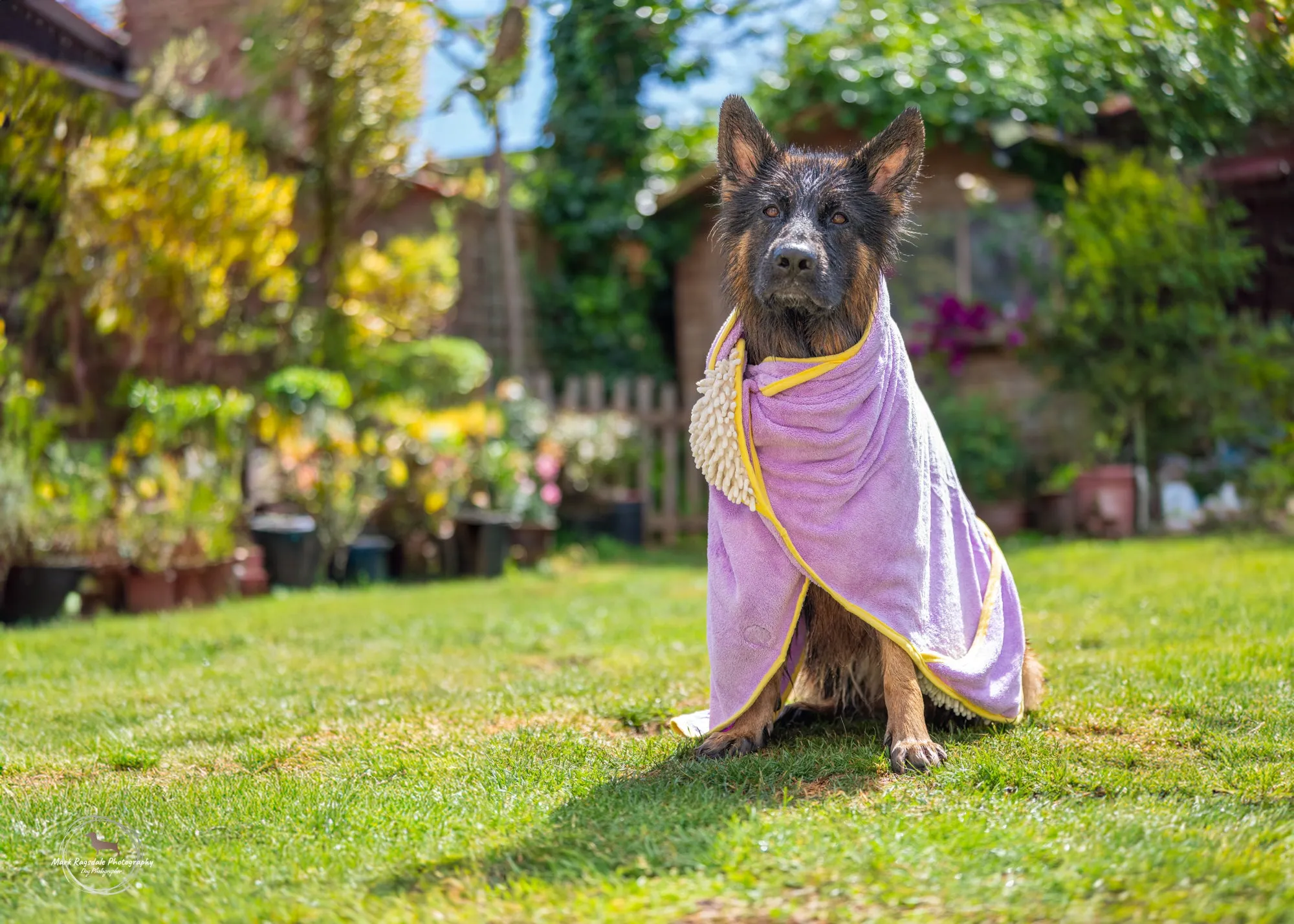 Daisy Dreams - Dog Towel   Carry Bag