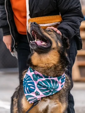 Monstera bandana