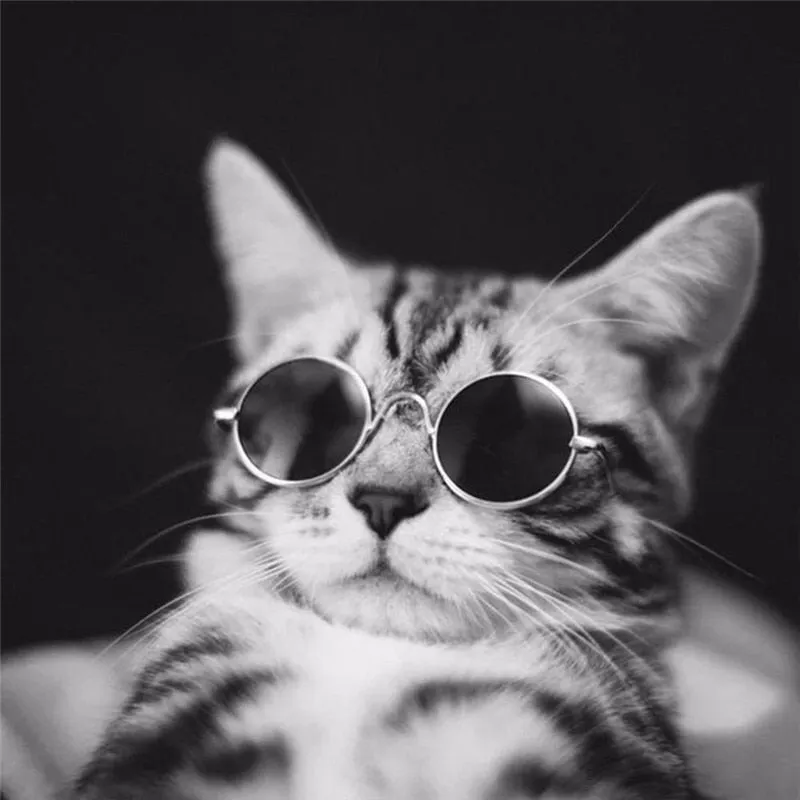Pawnnies Dark Sunglasses