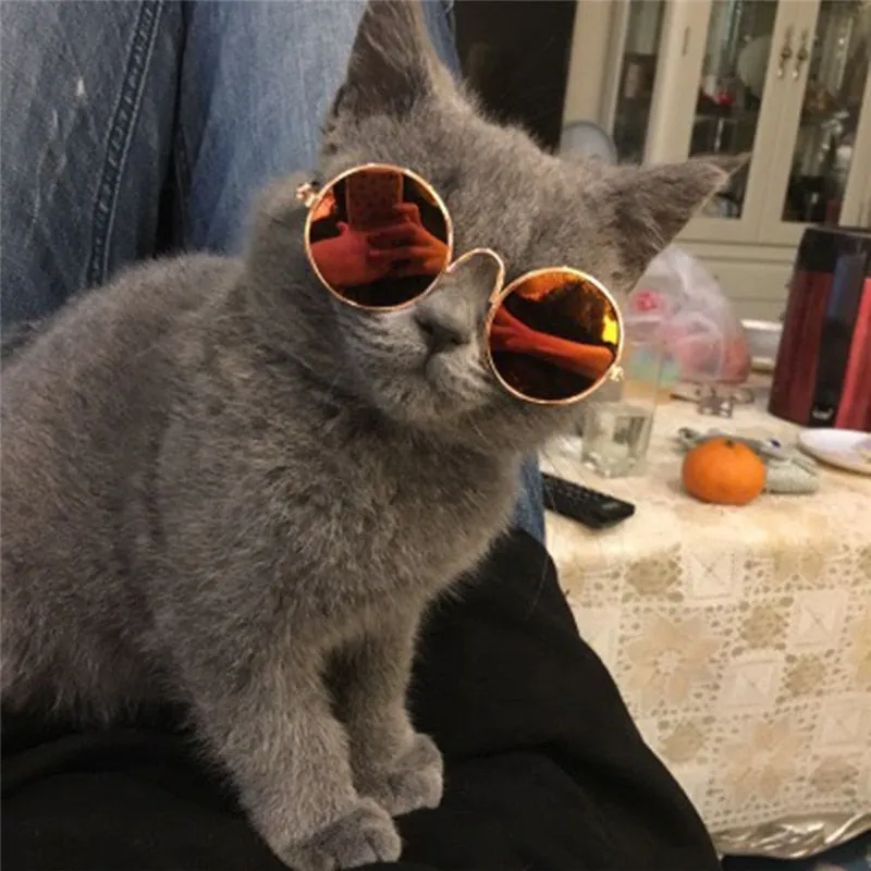 Pawnnies Dark Sunglasses