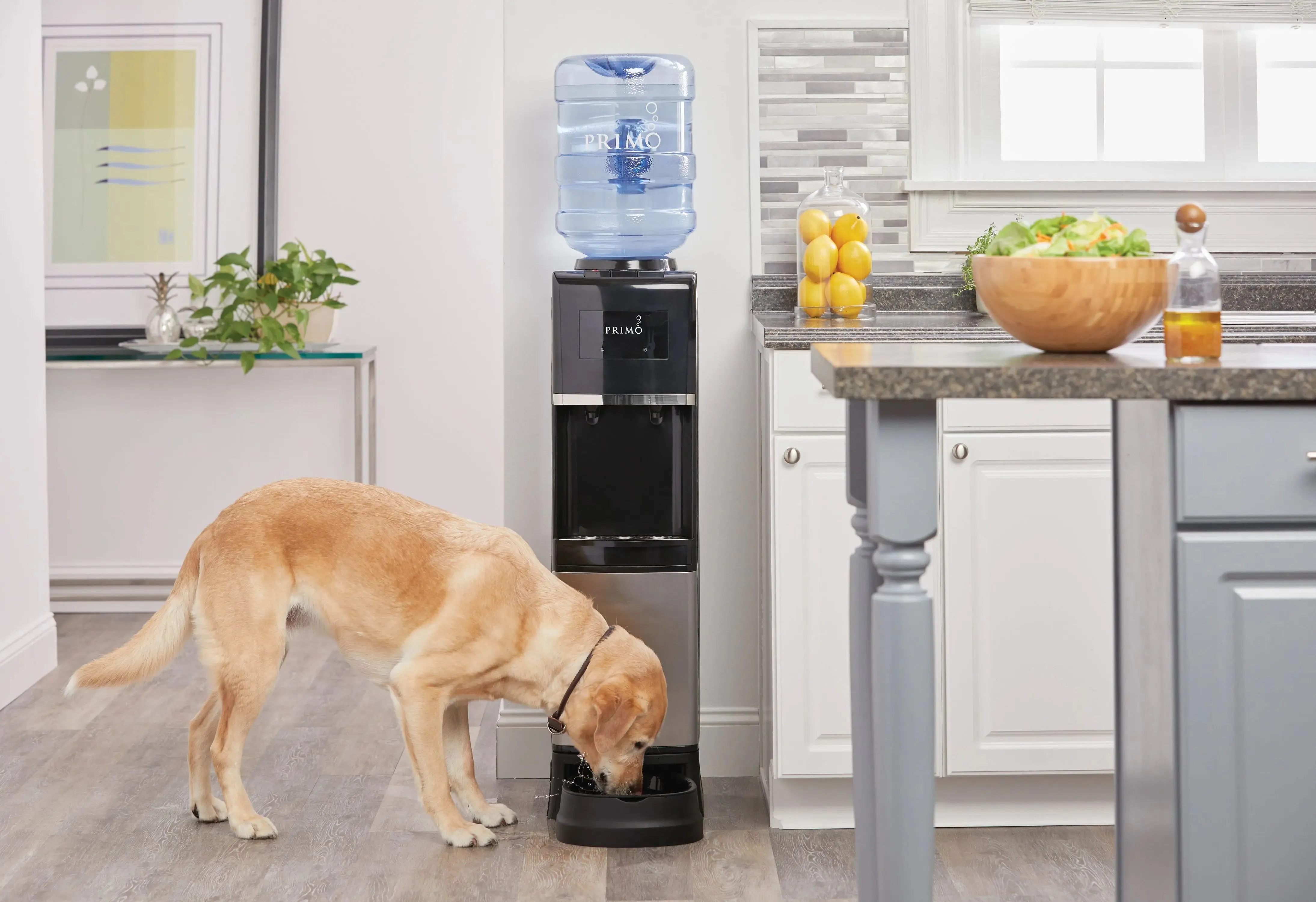 Primo® Water Pet Station Water Dispenser Top Loading, Hot/Cold Temperature, Black and Stainless Steel