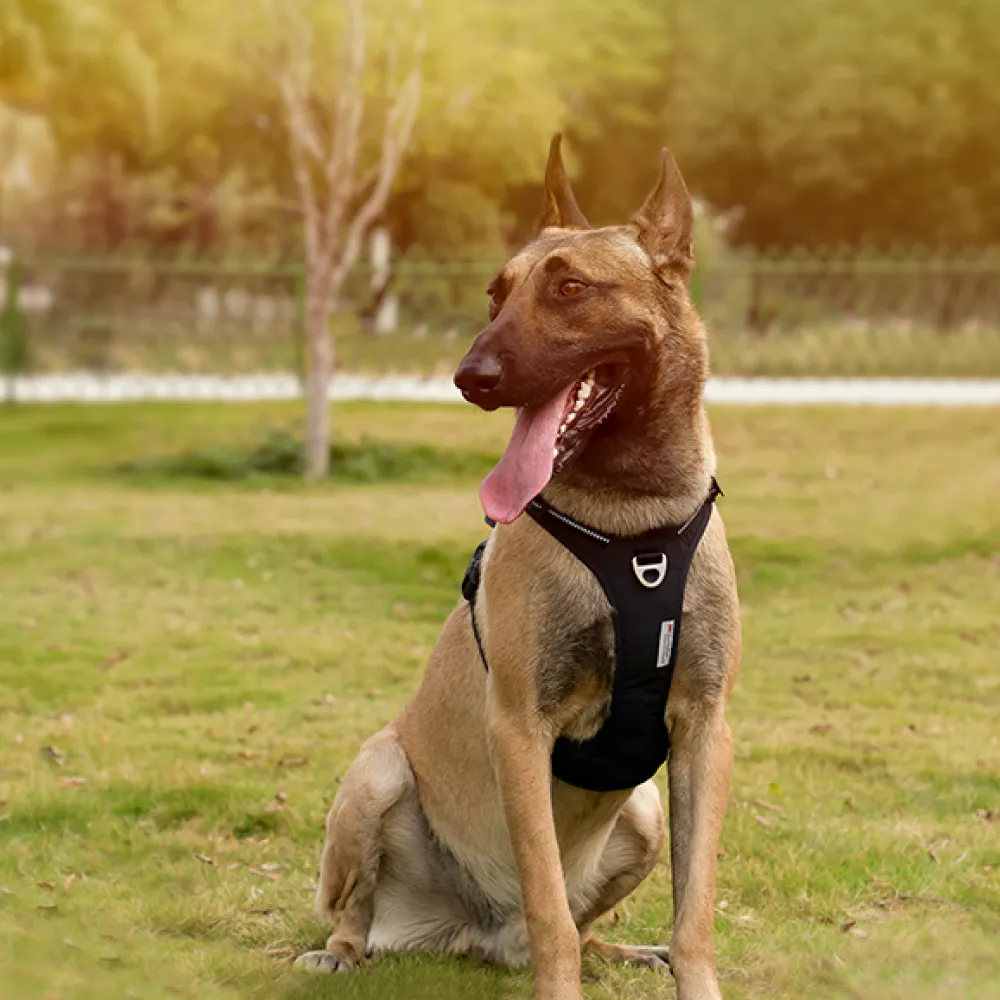 Truelove No Pull Cordura Harness for Dogs (Black)